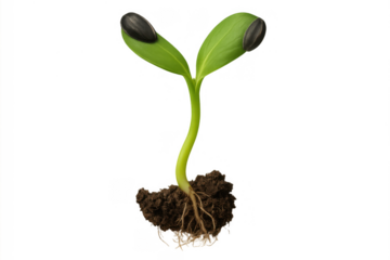 Sunflower seedling demonstrating early growth with green cotyledons and visible roots in soil against a transparent background