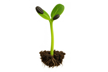 Sunflower seedling growing, showing green leaves, stem, roots, and soil, beginning new life, transparent background
