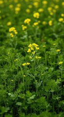 Fototapeta premium Bright yellow mustard flowers tower over the lush green sea of young coriander plants, showing natural agricultural competition ,green, rural, nature