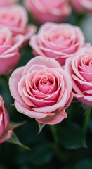 Fototapeta premium Dreamy background of softly focused light pink roses, perfect for gentle, romantic spring designs and weddings ,subtle ,spa ,blush