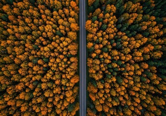 Aerial view of a winding road cutting through dense seasonal forest colors, symbolizing travel and the open journey ahead ,destination ,color ,drive