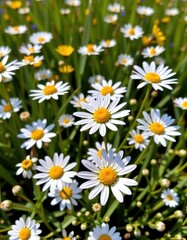 Obraz premium Sun-drenched chamomile and daisy flowers blooming in a meadow, rural, medicinal