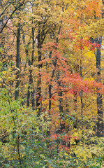 Deciduous Forest with Autumn Leaves in Golds, Oranges, and Reds in Wisconsin