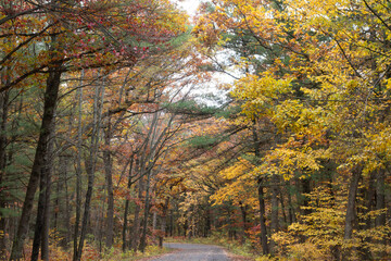 Road Lined by Trees with Autumn Foliage in Wisconsin