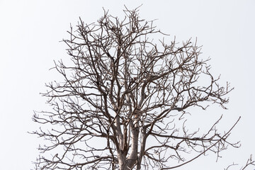 Obraz premium A big tree stands on the mountain.