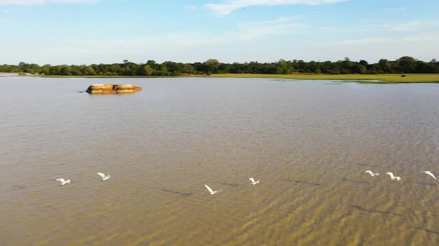 Aerial drone of flock of birds flies over a lake in the national park of Sri Lanka.