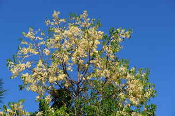 (Dipterocarpaceae) The flowers of Shorea roxburghii G.Don are beautiful on the tree; tropical flowers.