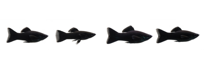 Set of Four Black Molly (Poecilia sphenops) fish isolated on transparent PNG background oil paint