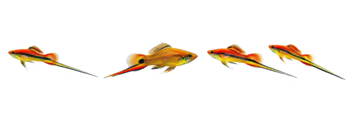 Set of Four Yellow Swordtail (Xiphophorus helleri) fish isolated on transparent PNG background oil paint