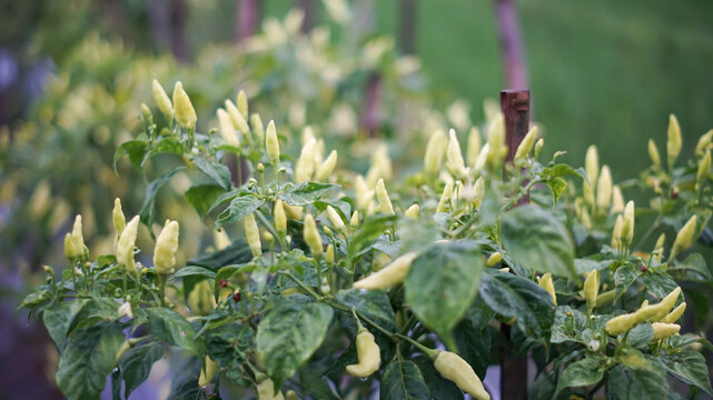 Photo of a cayenne pepper plant that is very dense with fruit.