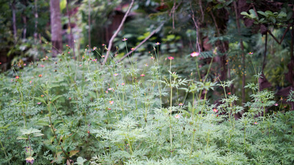 Photo of a very fertile cosmos plant. Cosmos is a tropical plant belonging to the Asteraceae family.