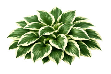 Fototapeta premium Hosta plant displaying lush variegated green and white leaves, ornamental garden foliage with transparent background