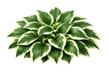 Hosta plant displaying lush variegated green and white leaves, ornamental garden foliage with transparent background