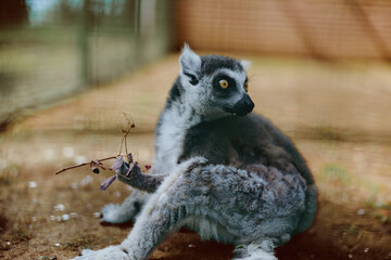 Fototapeta premium Lemur primate animal wildlife sitting portrait with striking yellow eyes and bushy tail on ground, closeup of fur texture and alert pose in naturalistic enclosure setting.