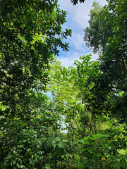 Fototapeta premium Deep tropical forest with layered green vegetation. Dense jungle scenery full of natural life. Green forest interior with rich tropical plants. Untouched rainforest atmosphere in natural setting