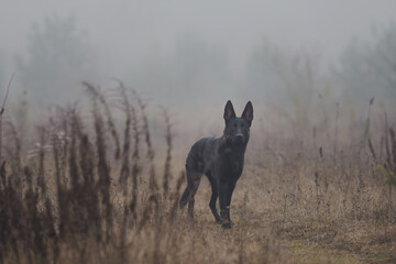 German Shepherd Dog on a field walk on a day with mist