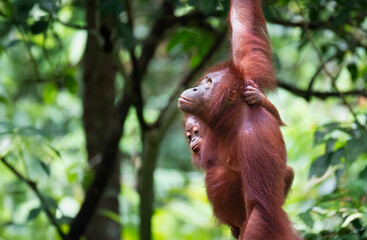 Mother and Baby Orangutan at the Sepilok Orangutan Rehabilitation Centre, Sabah, Borneo, Malaysia © Guy Bryant