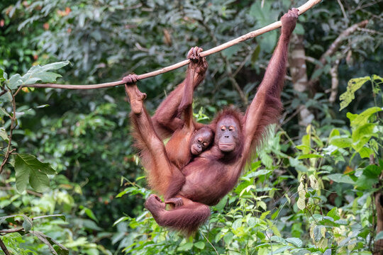 Mother and Baby Orangutan at the Sepilok Orangutan Rehabilitation Centre, Sabah, Borneo, Malaysia