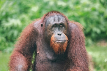 Orangutan (Pongo borneo) at the Semenggoh Nature Reserve, Sarawak, Borneo, Malaysia	