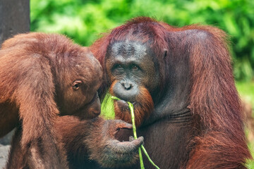 Orangutans (Pongo borneo) at the Semenggoh Nature Reserve, Sarawak, Borneo, Malaysia	