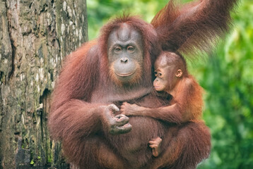 Mother and Baby Orangutan at the Sepilok Orangutan Rehabilitation Centre, Sabah, Borneo, Malaysia