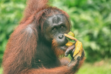Orangutan (Pongo borneo) at the Semenggoh Nature Reserve, Sarawak, Borneo, Malaysia	