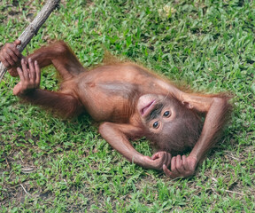 Baby Orangutan at the Sepilok Orangutan Rehabilitation Centre, Sabah, Borneo, Malaysia © Guy Bryant