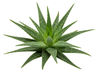 Top view aloe vera, white background isolated