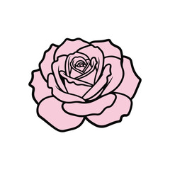 Pink Rose Flower Head Top View Vector Illustration