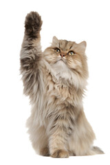 Fototapeta premium Cat waving paw hello, isolated on white