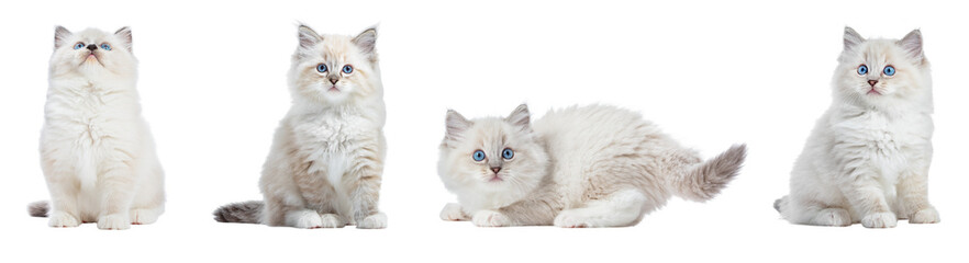 set of four white cat isolated on transparent background