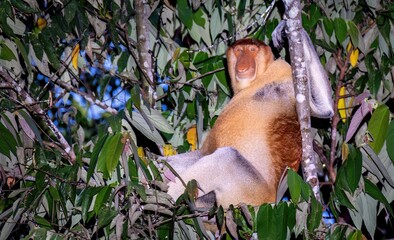 Proboscis Monkey (Nasalis larvatus), Sabah, Borneo, Malaysia
