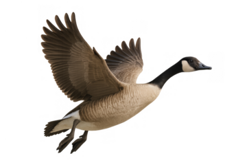 Canada goose flying, spreading wings for migration or landing, isolated wildlife bird with transparent background