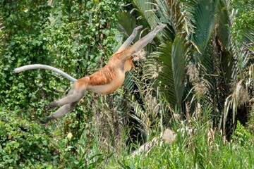 Proboscis Monkey (Nasalis larvatus) Jumping from a Tree, Sabah, Borneo, Malaysia