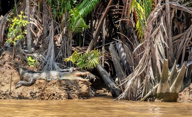 A Juvenile Saltwater Crocodile (Crocodylus porosus) sunning on the bank of the Kinabatangan River, Sabah, Borneo, Malaysia