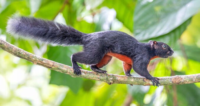 Prevost&rsquo;s Squirrel (Callosciurus prevostii) in Sabah, Borneo, Malaysia