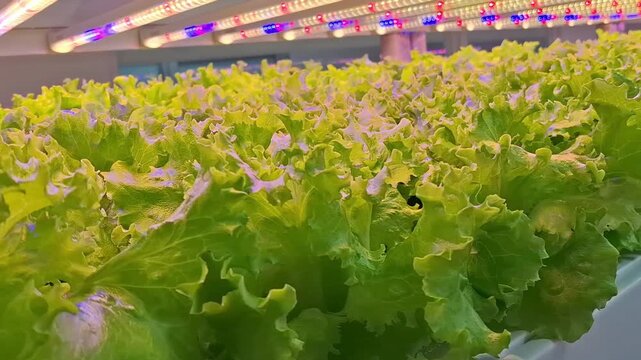 CControlled Environment Agriculture, Vertical farming, granja vertical, produccion en ambiente controlado, lechuga, vegetales