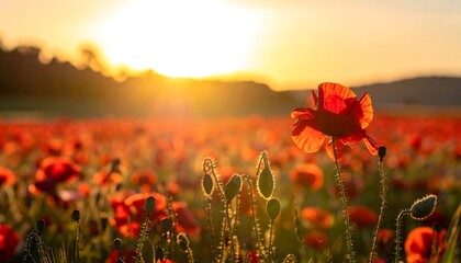 A vibrant field of red poppies bathed in the golden light of a setting sun. Silhouetted hills are in the distance