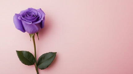 Fototapeta premium purple flower in a pink backgroud, flower in horizontal layout banner with copy space, generative ai 