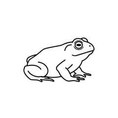 frog on white background
