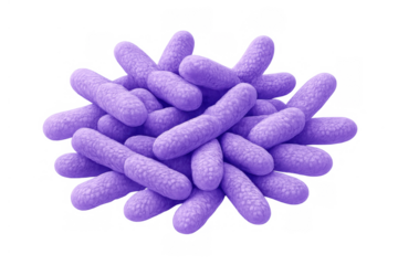 Purple rod-shaped bacteria colony on transparent background representing microbiology, infection, and science research