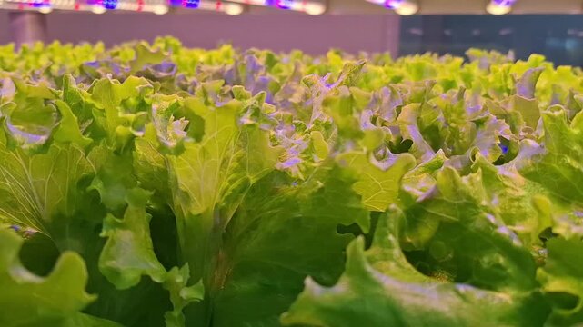 Controlled Environment Agriculture, Vertical farming, granja vertical, produccion en ambiente controlado, lechuga, vegetales