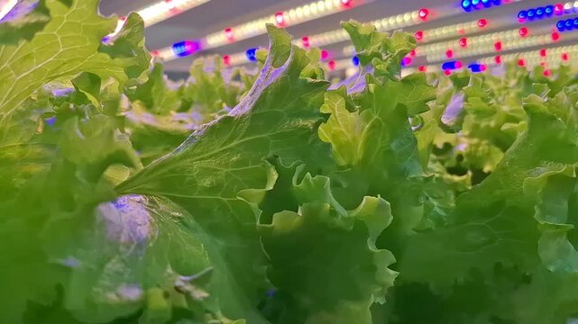Controlled Environment Agriculture, Vertical farming, granja vertical, produccion en ambiente controlado, lechuga, vegetales