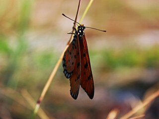 Close-up view of a butterfly perched upside down on the grass. 
