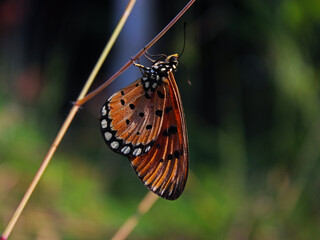 Close-up view of a butterfly perch on a grass upside down. 