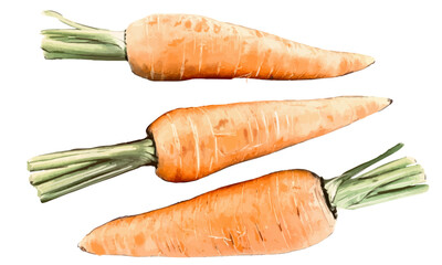 Watercolor illustration of carrots