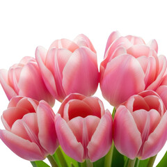 Fototapeta premium isolated transparent background of a beautiful bouquet of fresh pink tulips, symbolizing spring and elegance.