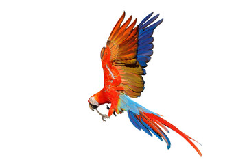Colorful flying Scarlet Macaw parrot isolated on transparent background png file	