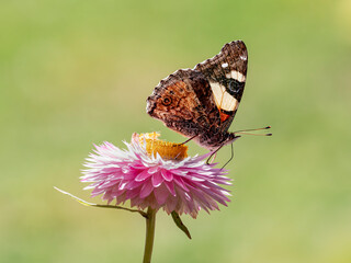Yellow Admiral butterfly on a straw flower