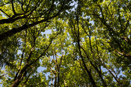 Looking up at glowing green maple tree leaf canopy on a sunny fall day with blue sky in background, as a nature background
